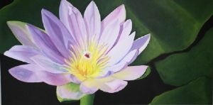 "Lilly"
