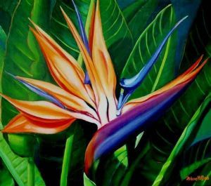"Strelitzia"