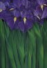 "Iris 2 of 2 (Diptych)"