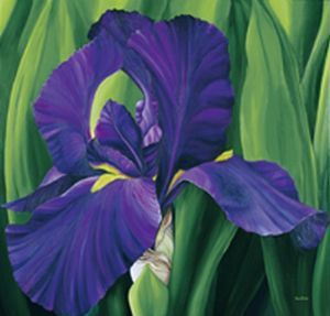 "Purple Iris"