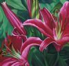 "Stargazers"