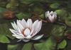 "Waterlily 2"