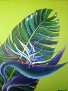 "Strelitzia nicolai"