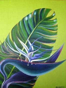 "Strelitzia nicolai"