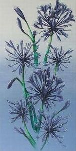 "Agapanthus"