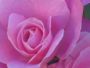 "Nr1 Pink within"