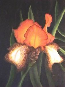 "Orange Iris"