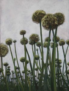 "Allium Cepa"