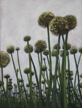 "Allium Cepa"
