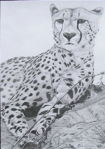 "Cheetah 2"