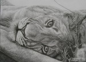 "Lazy Lioness"