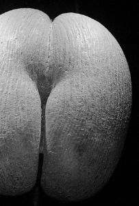 "Butt 'n Nut"