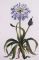 Agapanthus