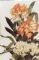Clivia