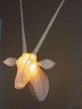 "Gemsbok / Oryx"