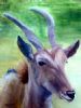 "Eland Cow"
