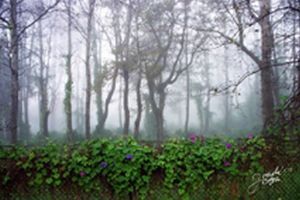 "Misty morning glories"