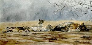 "Siesta Time"