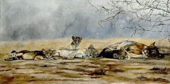 "Siesta Time"
