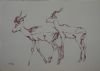 "2 Rooibokke"