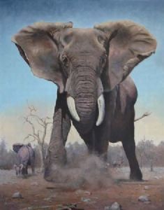 "Elephant charging"