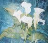 "Arum Cluster"