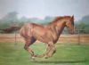 "Thoroughbred racehorse"