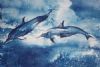 "Dolphins"