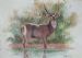 Waterbuck
