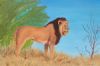 "Namib Lion"