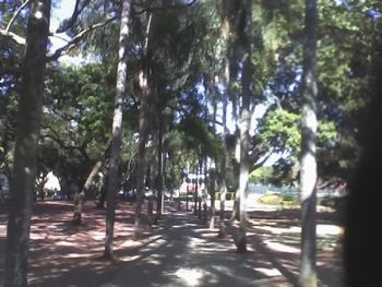 "A Walk in the Forest"