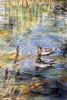 "Peaceful Pond"