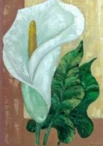 "Single Arum lily"