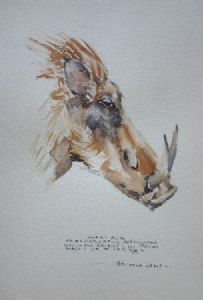 "Illustration Warthog"