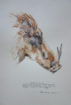 "Illustration Warthog"