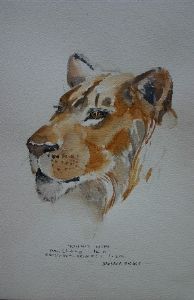 "Illustration young male Lion"