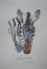"Illustration Burchell's Zebra"