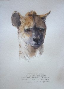"Illustration Spotted Hyaena"