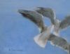 "Sea Gulls in Flight (Small)"