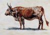 "Cow"