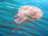 "Pink Organza in Blue (Jellyfish)"