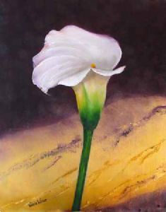 "Arum Lily 1"