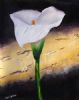 "Arum Lily 2"