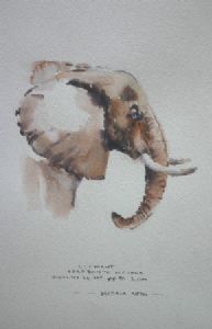 "Ill. Elephant"