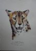 "Illustration Cheetah"
