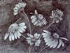 "Flowers in Pencil"