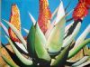 "Cape Aloes"