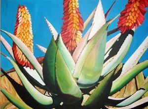 "Cape Aloes"