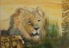 "African Lion"