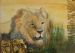 African Lion